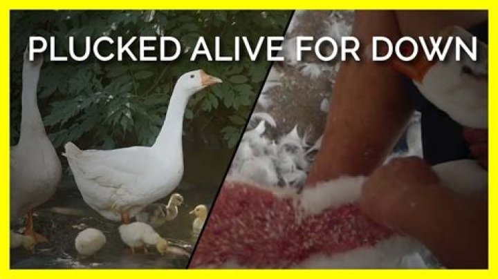 Are birds alive when plucked for down?