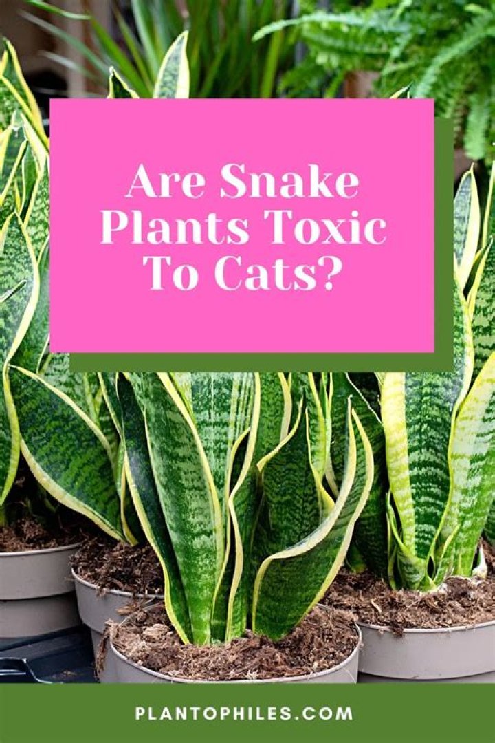Are cats allergic to snake plants?