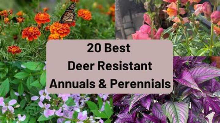 Are digitalis deer resistant