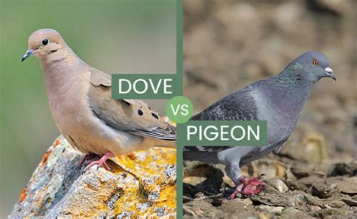 Are doves and pigeons the same thing?