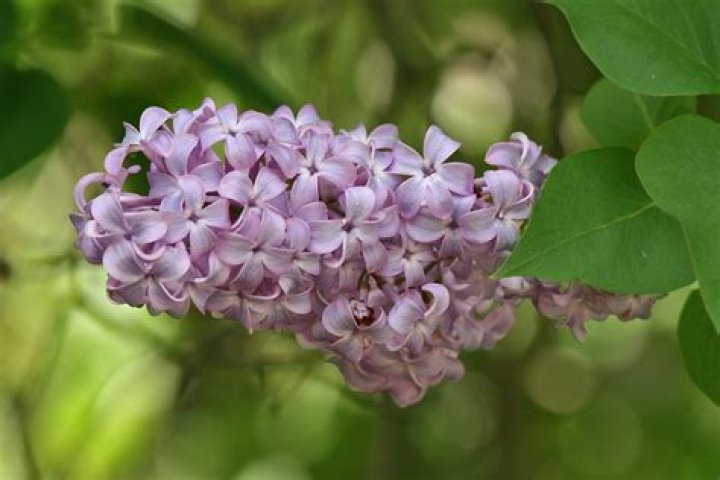 Are lilacs native to Canada?