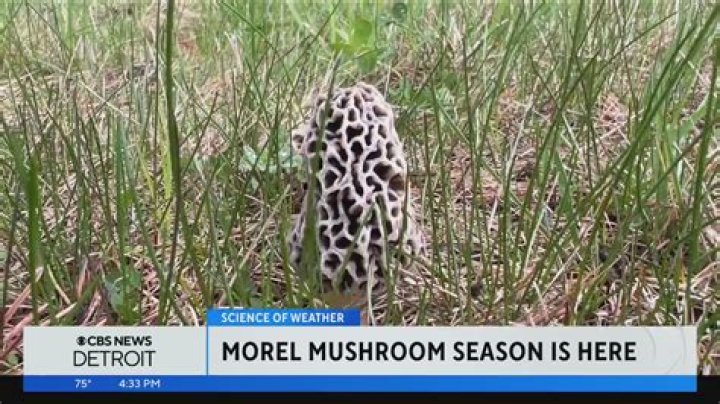 Are morel mushrooms worth money?
