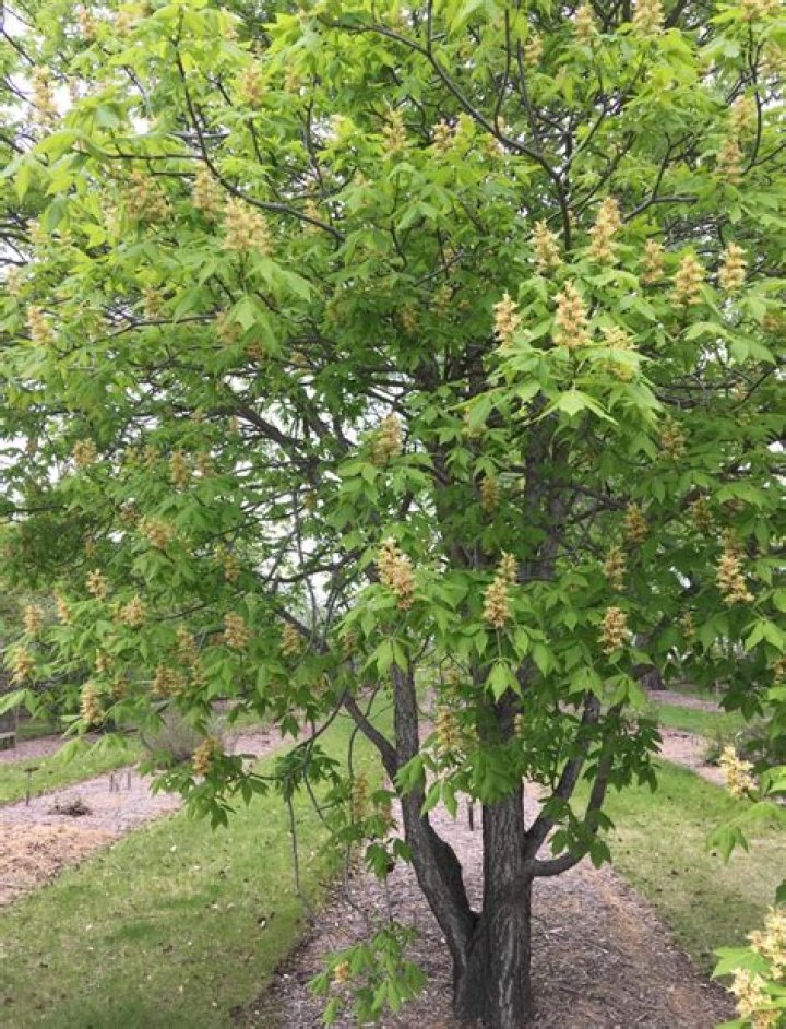 Are red buckeye trees messy