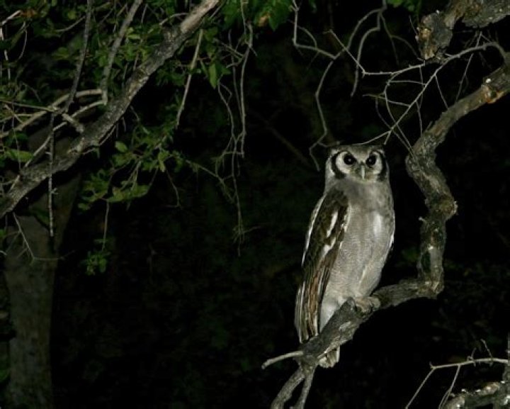 Are spectacled owls nocturnal