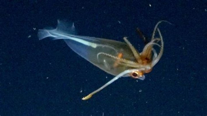 Are there squid farms?