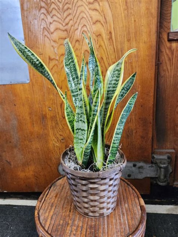 Can aloe tolerate low light