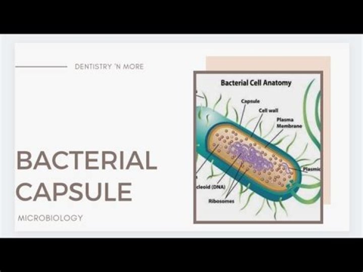 Can bacterial capsules be stained?