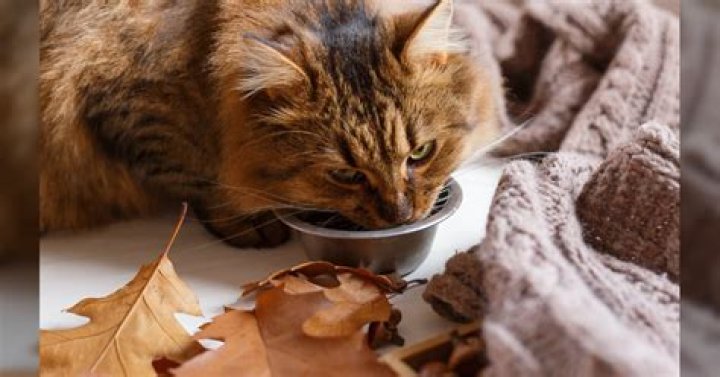 Can cats get sick from eating leaves