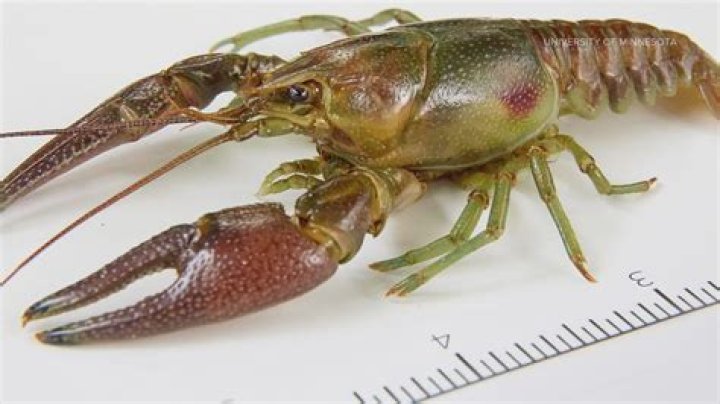 Can crayfish regrow their legs