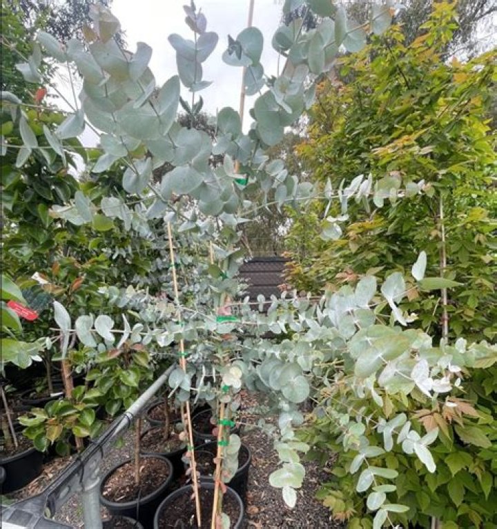 Can eucalyptus grow in pots