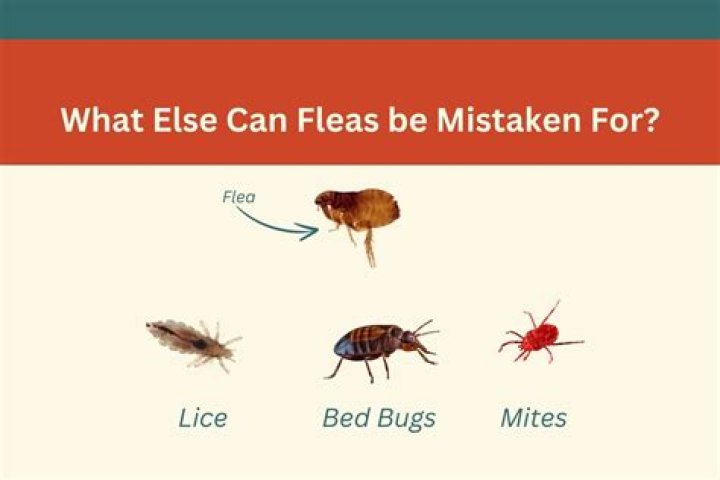 Can fleas be mistaken for head lice?
