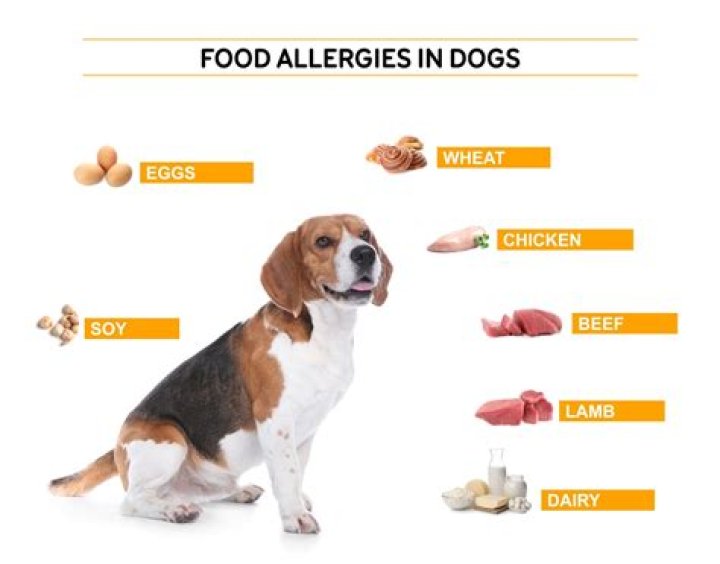 Can food allergies in dogs cause seizures?