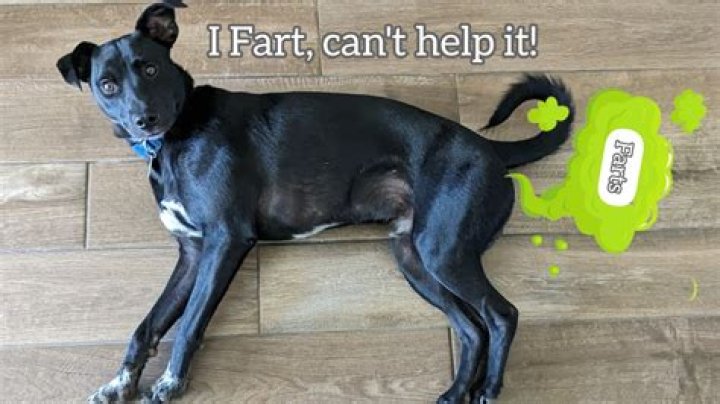Can I fart on my dog?