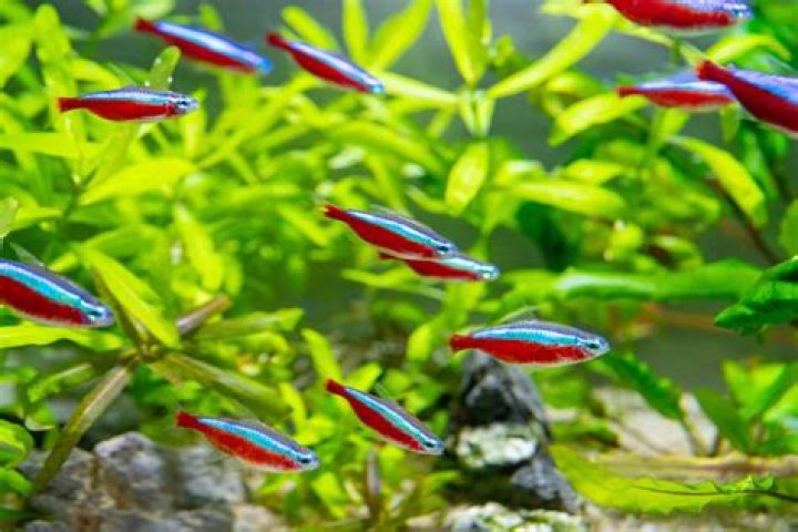 Can I put neon tetras in a 5 gallon tank?