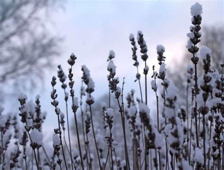 Can lavender survive Alberta winter?