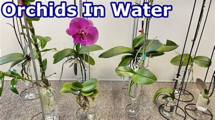 Can orchids grow in aquaponics