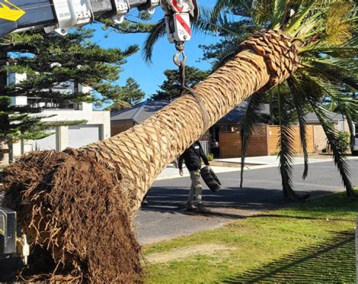 Can palm tree roots damage a wall?