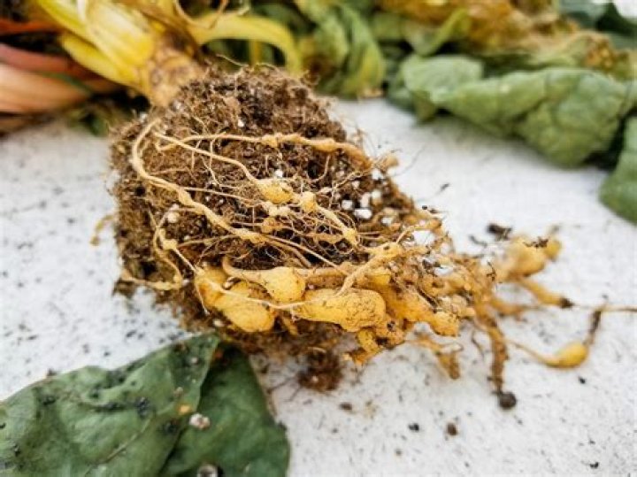 Can root knot nematodes infect humans?