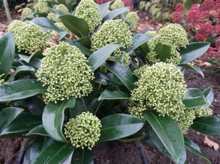 Can skimmia be cut back hard