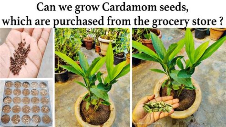 Can you grow cardamom in Florida