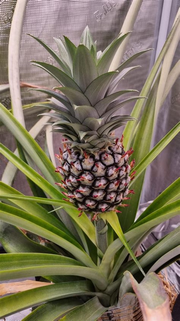 Can you grow pineapples in North Florida?