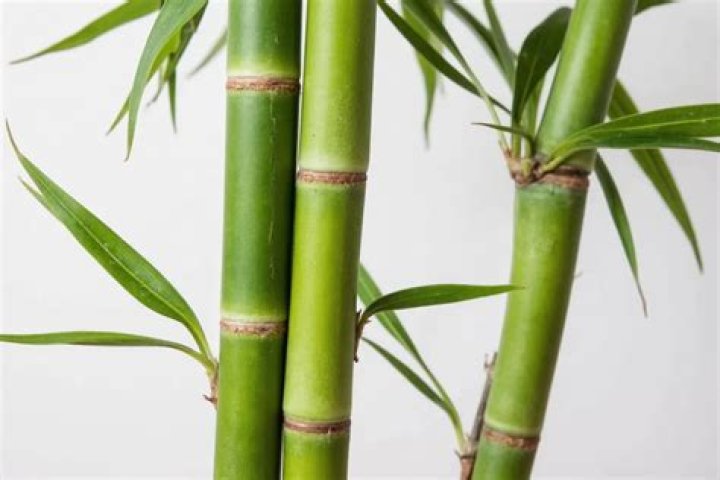 Can you save a dying bamboo plant?