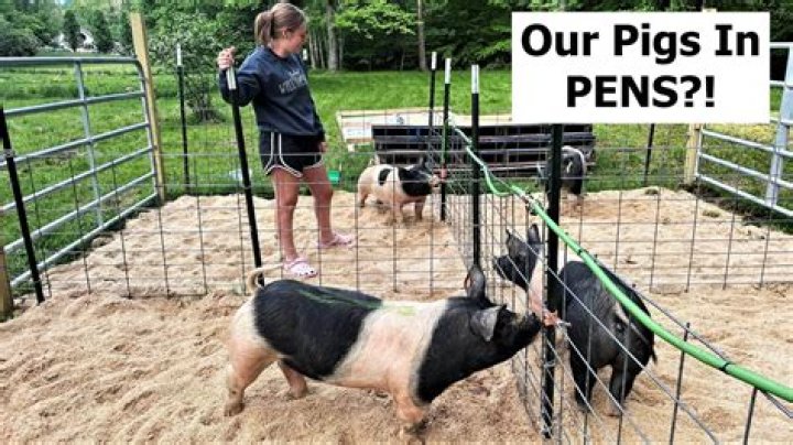 Can you tan pig hide?