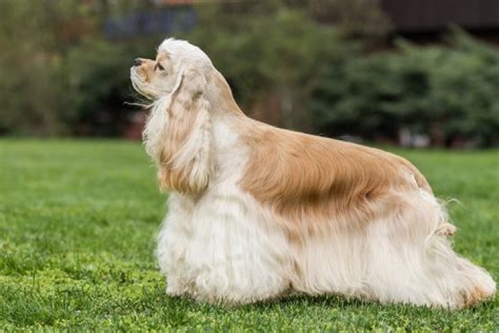 Do American cocker spaniels shed?