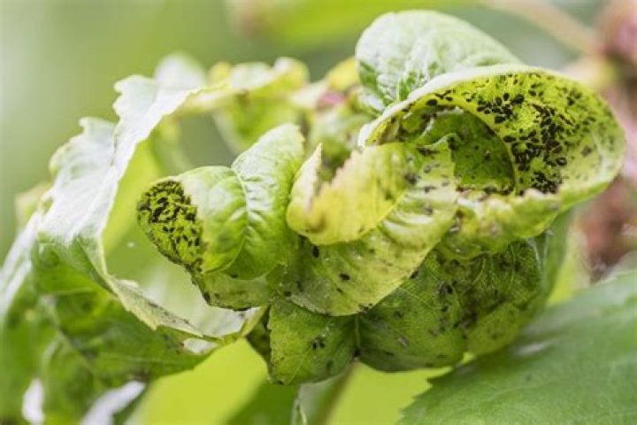 Do aphid lions bite?