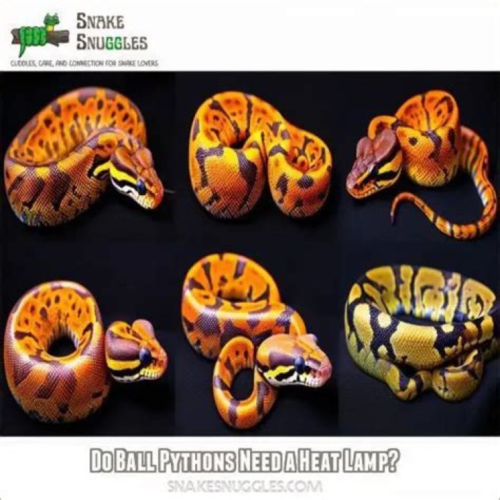 Do ball pythons need a heat lamp?