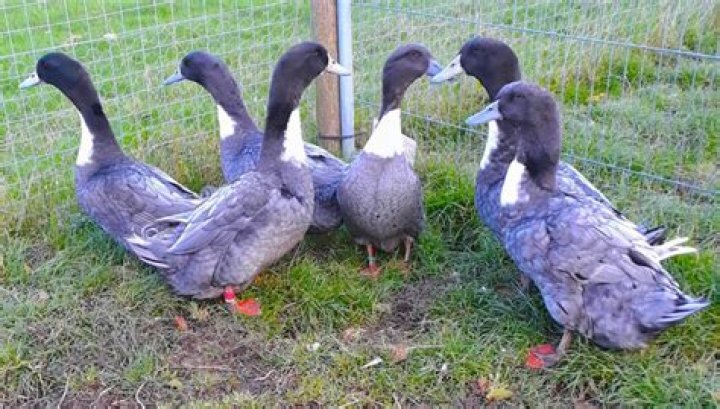 Do blue Swedish ducks fly?