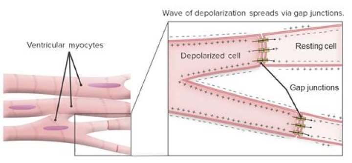 Do cardiomyocytes have gap junctions?