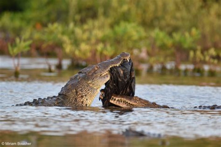 Do crocodiles eat sharks? | ContextResponse.com