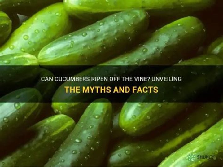 Do cucumbers ripen off the vine