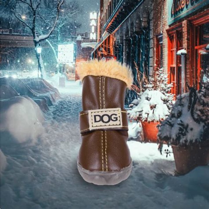 Do dogs need boots for winter?