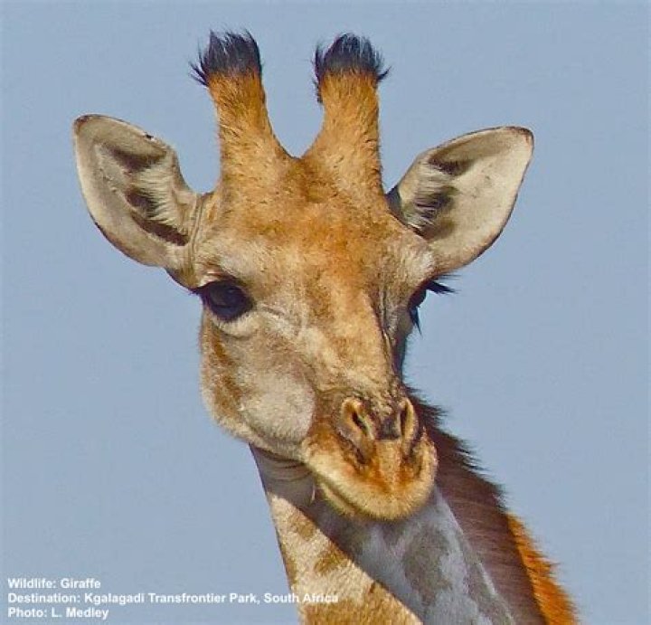 Do giraffes have horns?