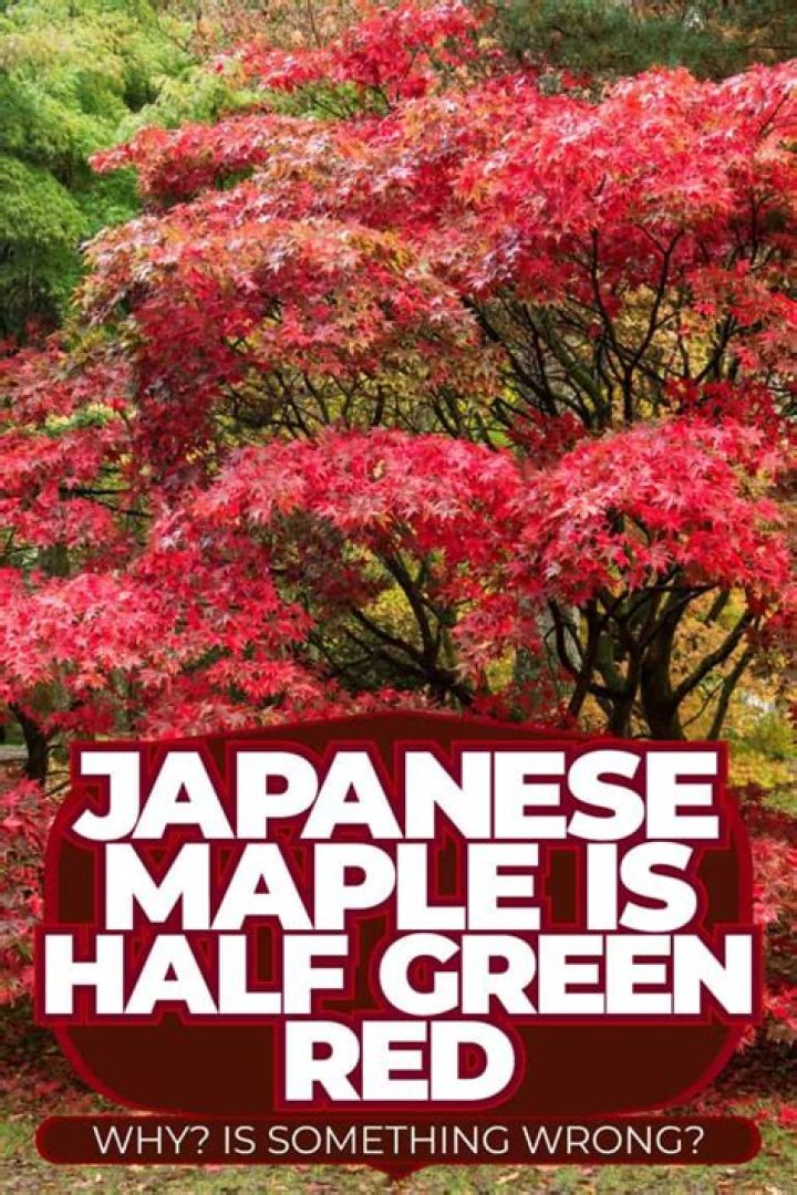 Do green Japanese maples turn red