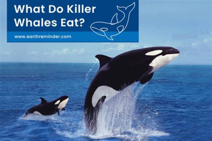 Do people fish for killer whales?