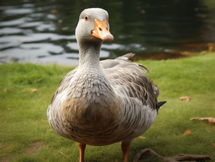 Do pet geese fly away?