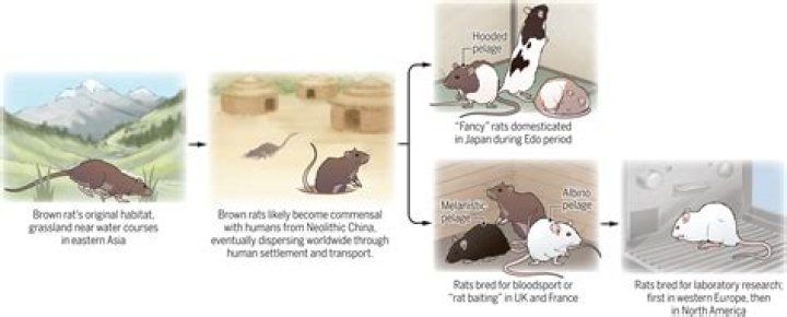 Do rats get along with mice