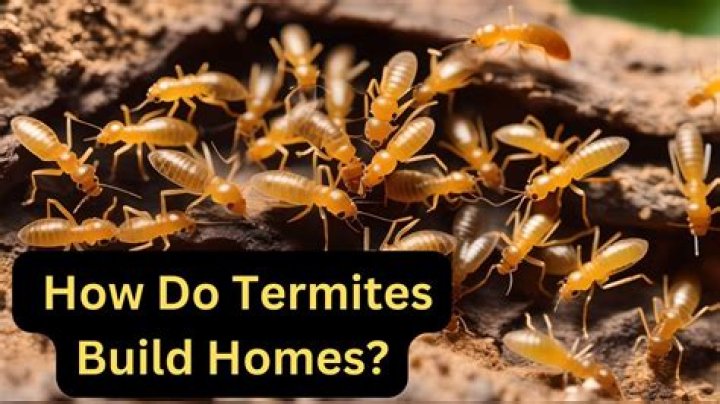 Do termites build mounds like ants?