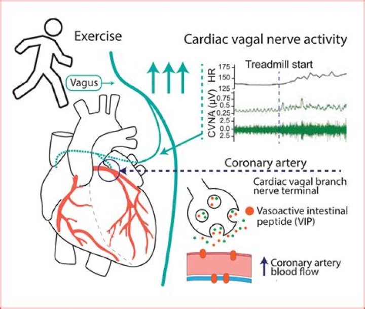 Does carvedilol lower heart rate?