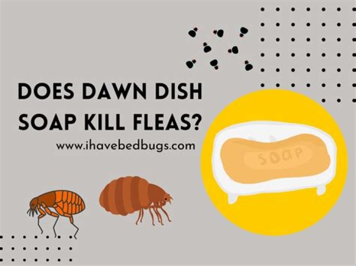 Does dish soap kill bed bugs?