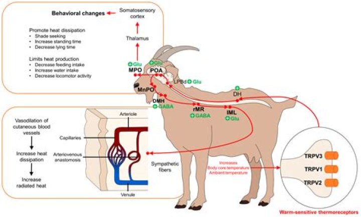 Does heat stimulate nerve regeneration?