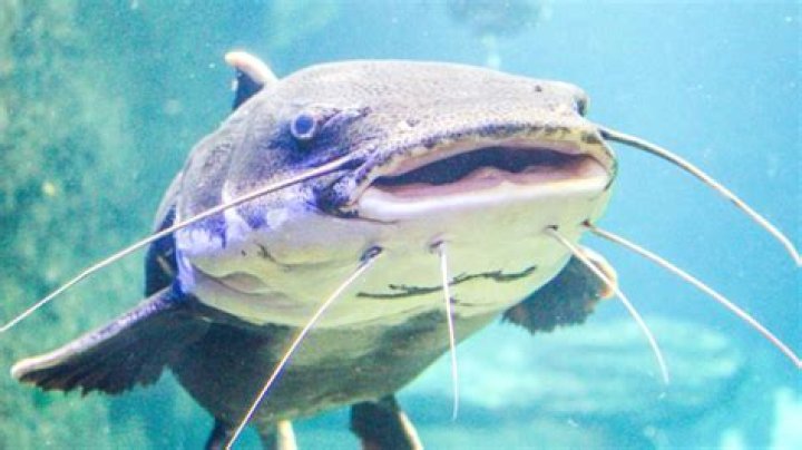 Does saltwater catfish taste good?