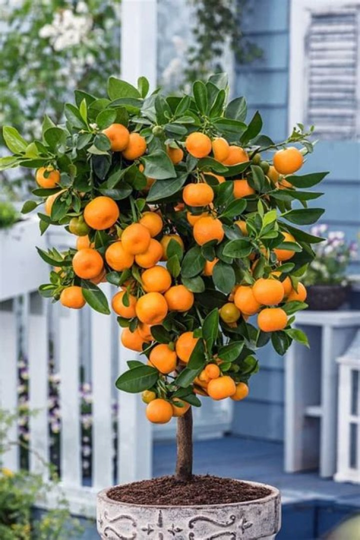 How big do calamondin orange trees get?