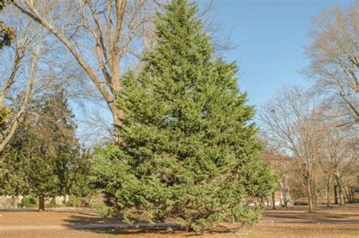 How big do cedar trees get?