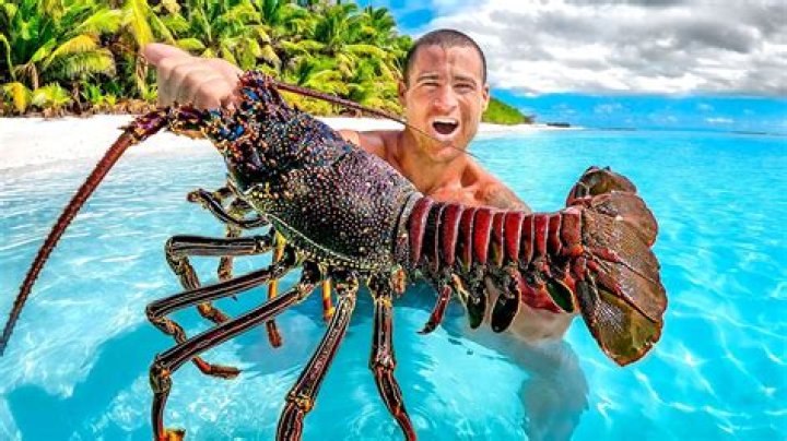How big do Purple Reef lobsters get?