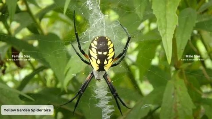 How big do yellow garden spiders get?