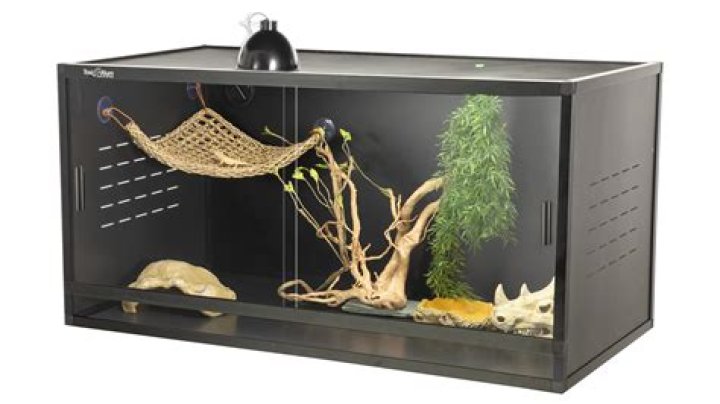 How big should a reptile enclosure be?